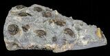 Ammonite Fossil Slab - Marston Magna Marble #63509-2